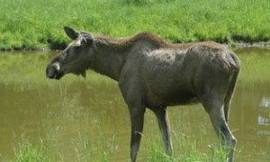 Video Format Error Disrupts Gaming Market News on Dec 12