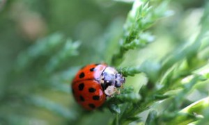 Apple Unleashes New Game Development Platform A Step Towards Inclusive, Interactive Gaming Experiences