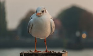 Nvidia Rubin GPU Leaks Hint at GeForce RTX 6090 Gaming Powerhouse